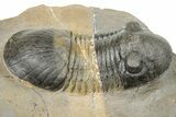 Multi-Toned Paralejurus Trilobite - Atchana, Morocco #251658-1